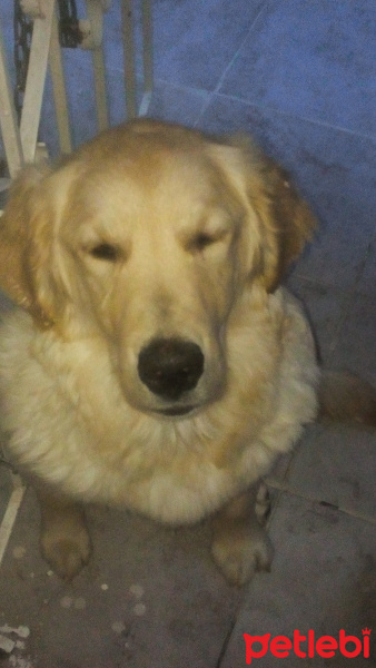 Golden Retriever, Köpek  Sakız fotoğrafı