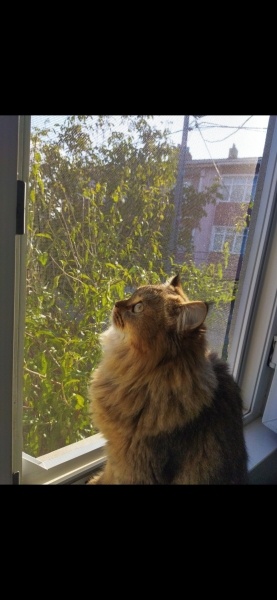 British Longhair, Kedi  Uysal fotoğrafı