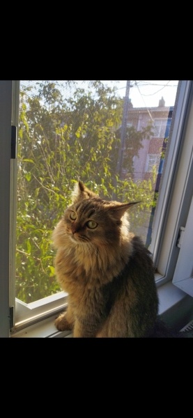British Longhair, Kedi  Uysal fotoğrafı