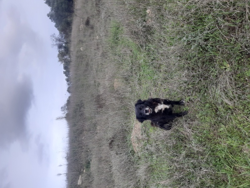 Çatalburun, Köpek  Zeytin fotoğrafı