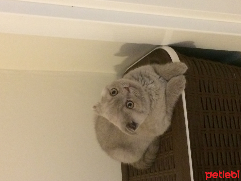 Scottish Fold, Kedi  Mafin fotoğrafı