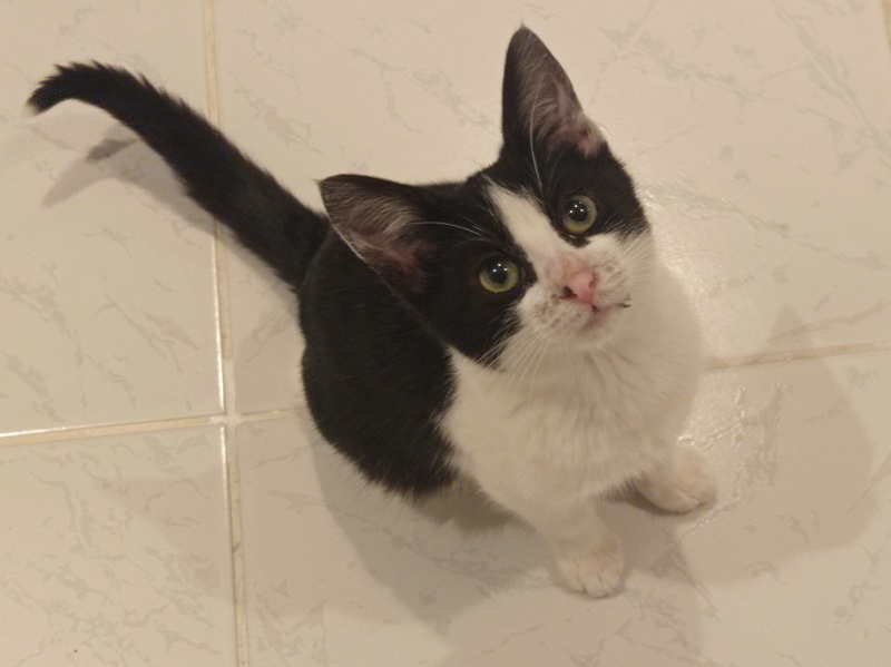 Tuxedo (Smokin) Kedi, Kedi  Daisy fotoğrafı