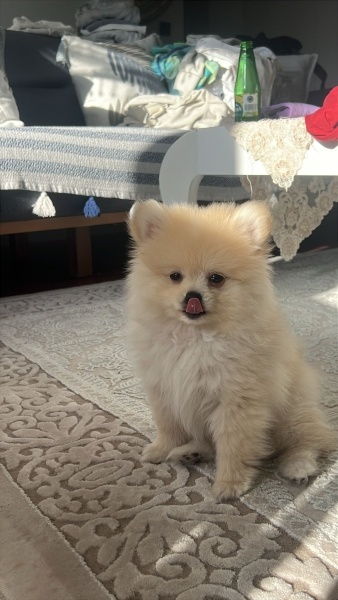Pomeranyalı, Köpek  simba fotoğrafı