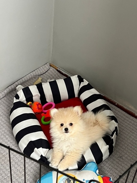 Pomeranyalı, Köpek  simba fotoğrafı