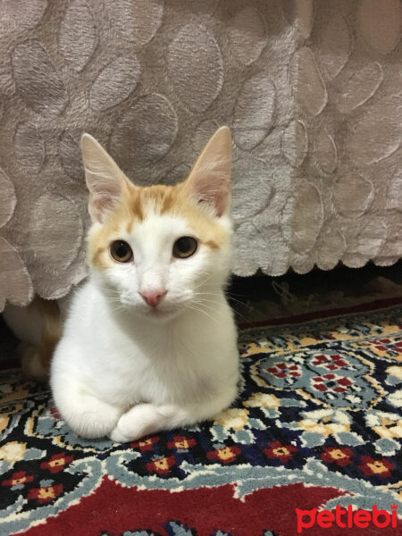 Tekir Kedi, Kedi  Süha fotoğrafı