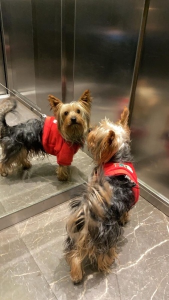 Yorkshire Terrier, Köpek  Zeus acil yuva ariyor fotoğrafı