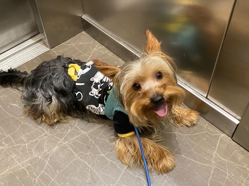 Yorkshire Terrier, Köpek  Zeus acil yuva ariyor fotoğrafı