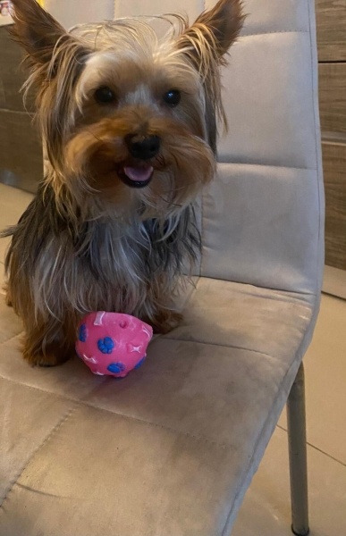 Yorkshire Terrier, Köpek  Zeus acil yuva ariyor fotoğrafı