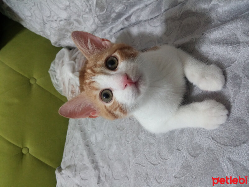 Tekir Kedi, Kedi  Ekim fotoğrafı