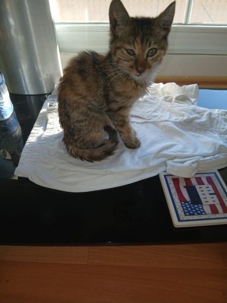 Tekir Kedi, Kedi  Çokomel fotoğrafı