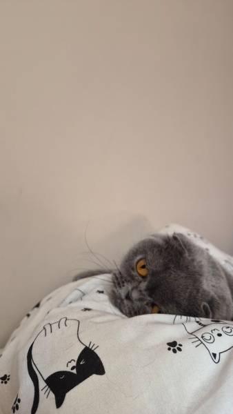 British Shorthair, Kedi  LİA fotoğrafı