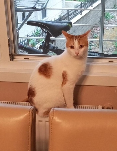 Tekir Kedi, Kedi  Şakir fotoğrafı