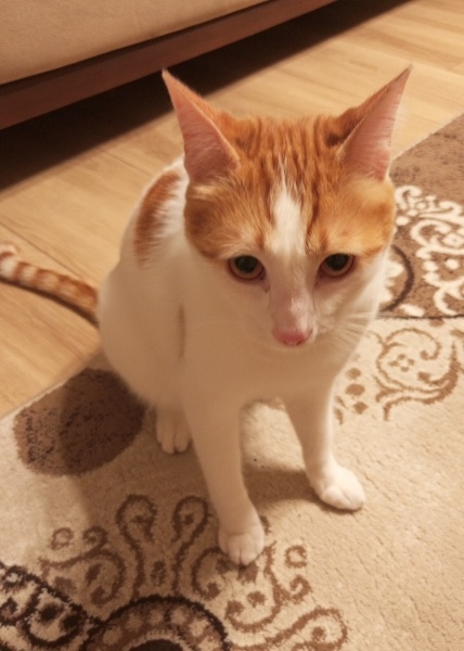 Tekir Kedi, Kedi  Şakir fotoğrafı