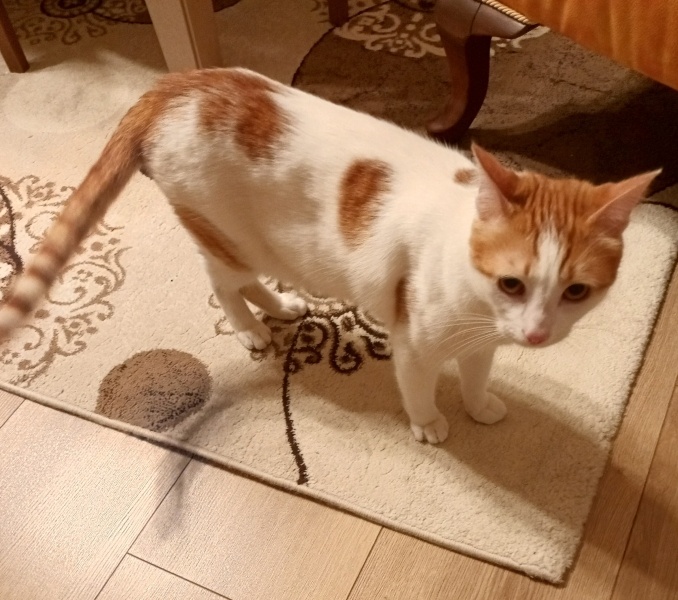 Tekir Kedi, Kedi  Şakir fotoğrafı