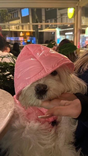 Maltese, Köpek  Polly fotoğrafı