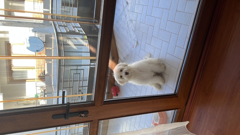 Maltese, Köpek  Polly fotoğrafı