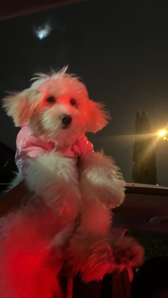 Maltese, Köpek  Polly fotoğrafı