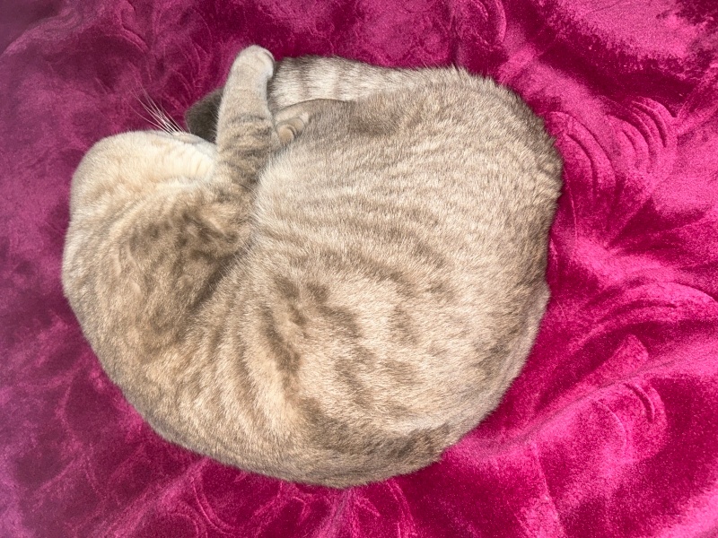 Scottish Fold, Kedi  Rafık fotoğrafı