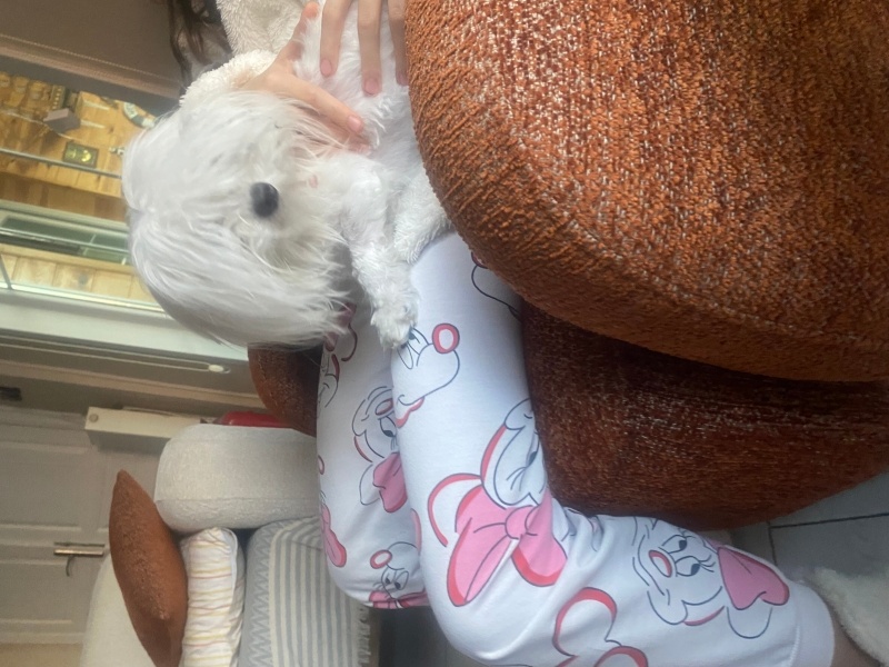 Maltese, Köpek  Lucy fotoğrafı