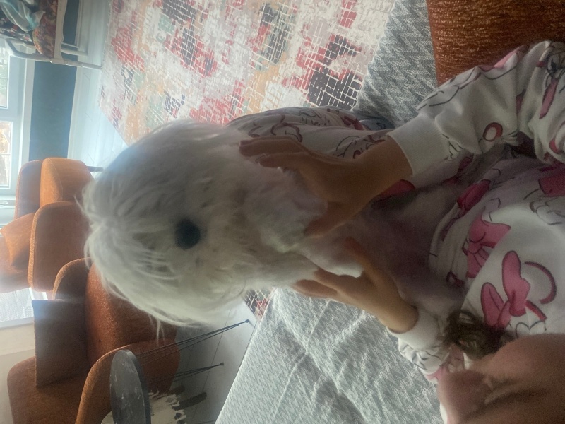 Maltese, Köpek  Lucy fotoğrafı