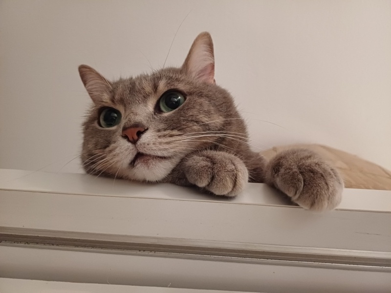 Tekir Kedi, Kedi  Badem fotoğrafı