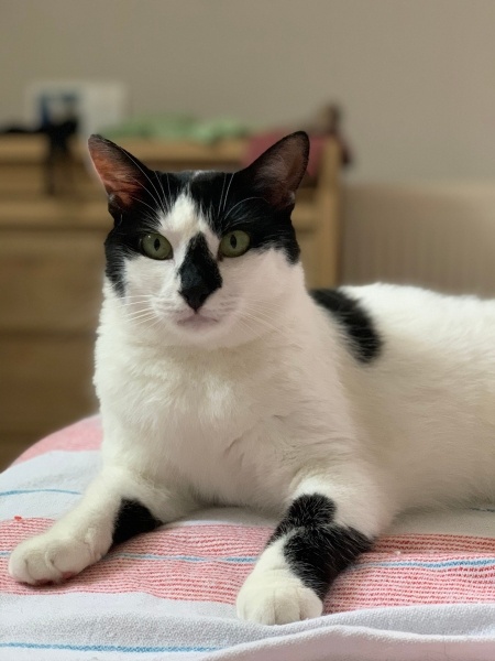 Tekir Kedi, Kedi  Fıstık fotoğrafı