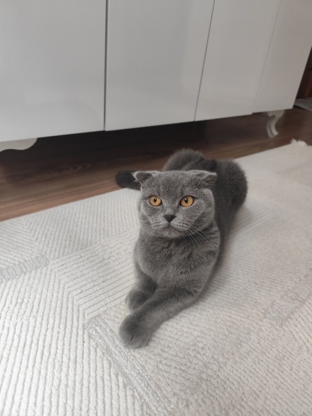 Scottish Fold, Kedi  Mia fotoğrafı