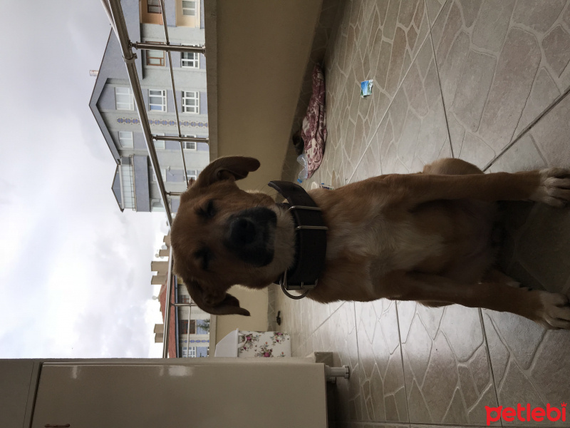 Sokö (Sokak Köpeği), Köpek  Çakıl fotoğrafı