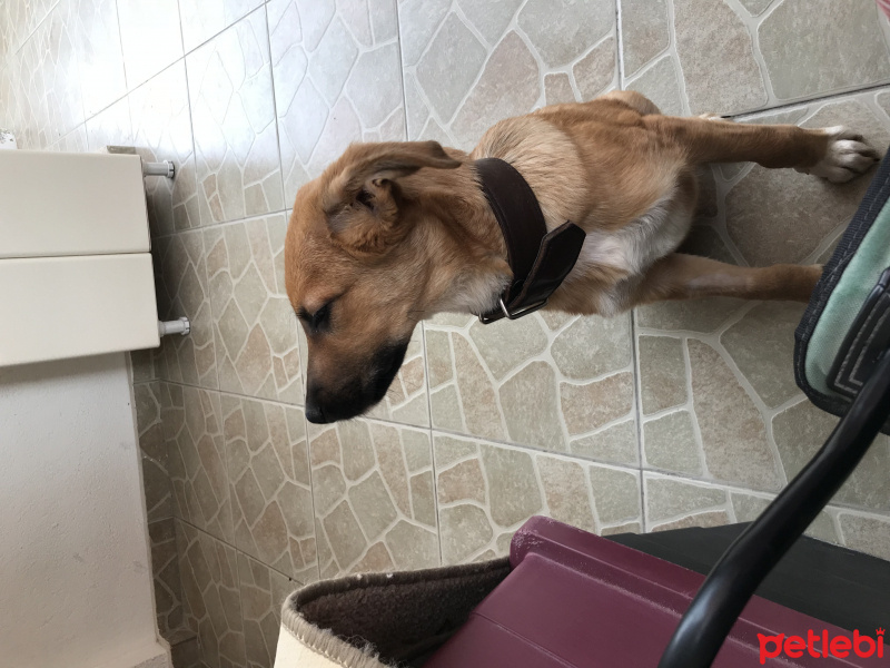 Sokö (Sokak Köpeği), Köpek  Çakıl fotoğrafı