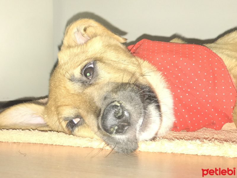 Sokö (Sokak Köpeği), Köpek  Çakıl fotoğrafı