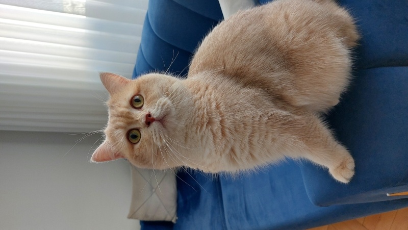 British Shorthair, Kedi  Lokum fotoğrafı