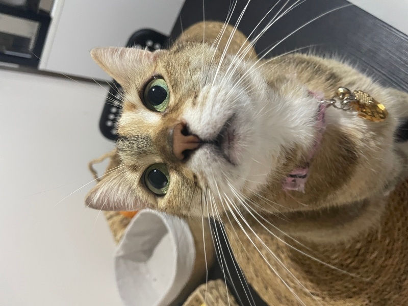 Tekir Kedi, Kedi  Karpuz fotoğrafı