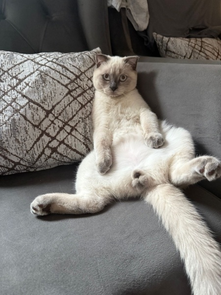 Scottish Fold, Kedi  LEO fotoğrafı