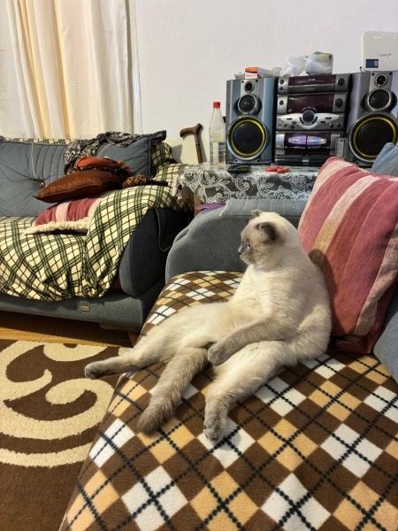 Scottish Fold, Kedi  LEO fotoğrafı