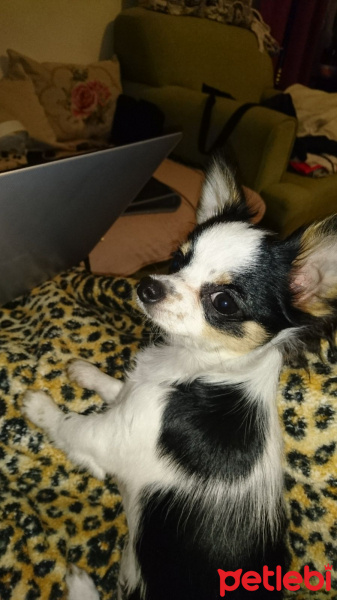 Chihuahua, Köpek  Vikki fotoğrafı