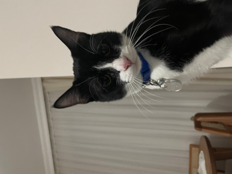 Tekir Kedi, Kedi  Böcük fotoğrafı