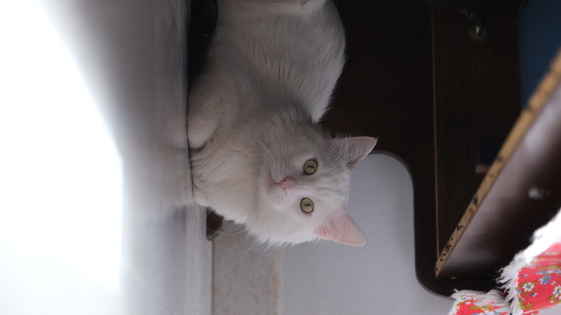 Ankara Kedisi, Kedi  Kaju fotoğrafı