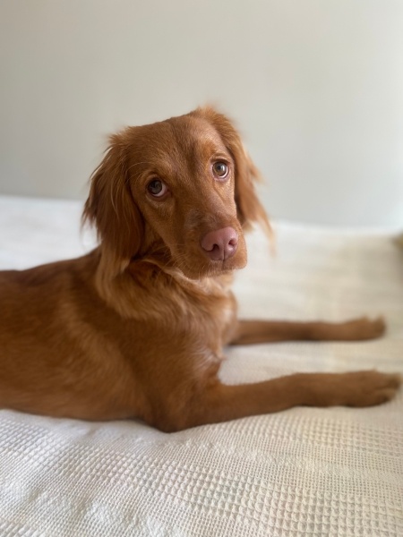 İngiliz Cocker Spaniel, Köpek  Pera fotoğrafı
