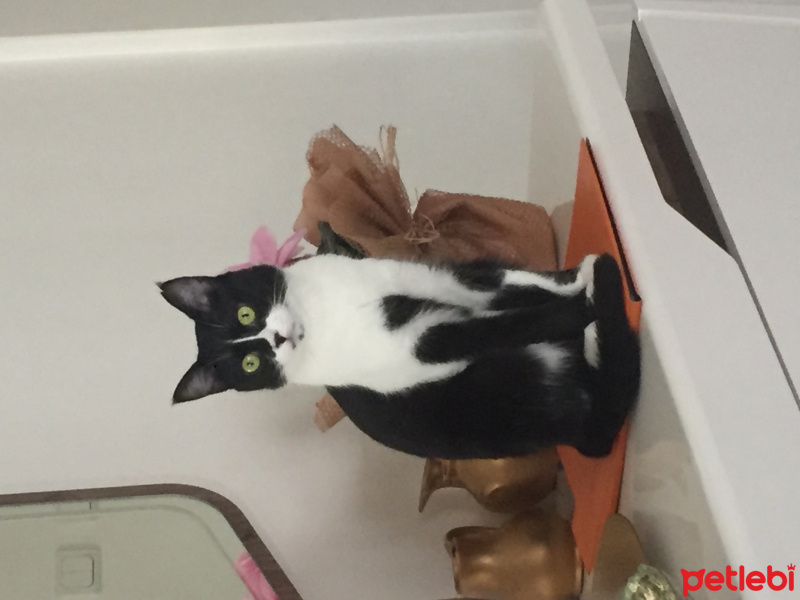 Tekir Kedi, Kedi  Nar fotoğrafı