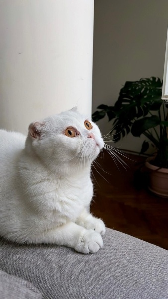 Scottish Fold, Kedi  Bulut fotoğrafı