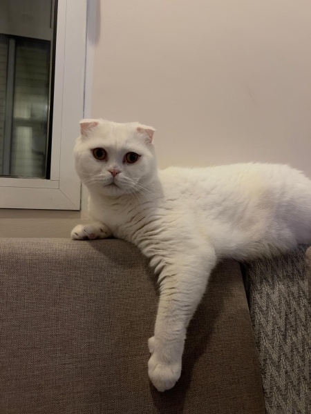 Scottish Fold, Kedi  Bulut fotoğrafı