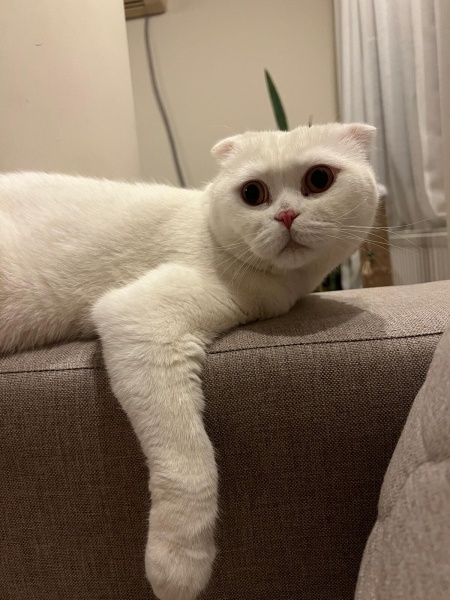 Scottish Fold, Kedi  Bulut fotoğrafı