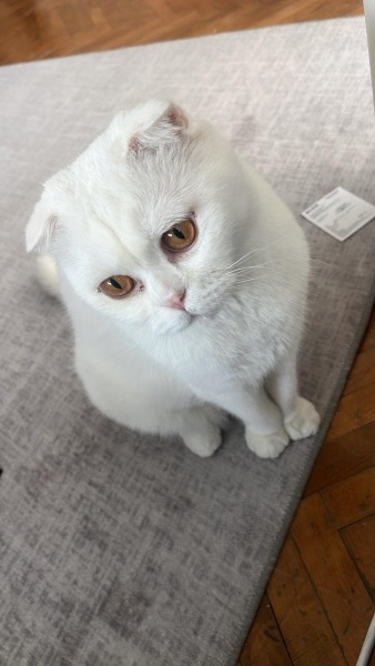 Scottish Fold, Kedi  Bulut fotoğrafı