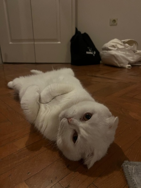 Scottish Fold, Kedi  Bulut fotoğrafı