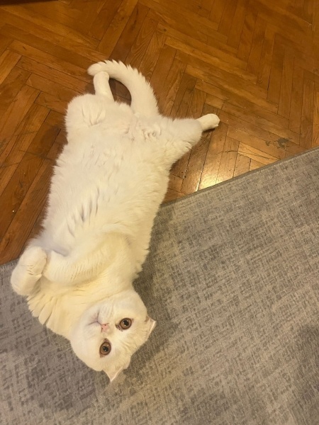 Scottish Fold, Kedi  Bulut fotoğrafı