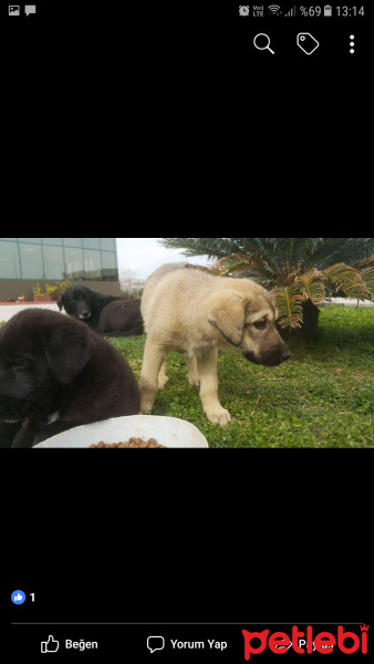 Kars Çoban Köpeği, Köpek  Zeytin ve Tarçın  fotoğrafı