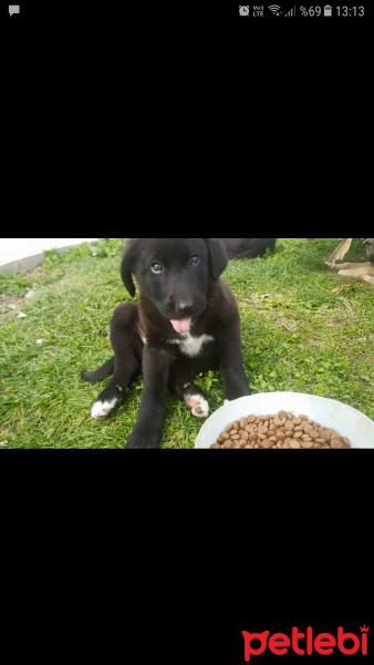 Kars Çoban Köpeği, Köpek  Zeytin ve Tarçın  fotoğrafı