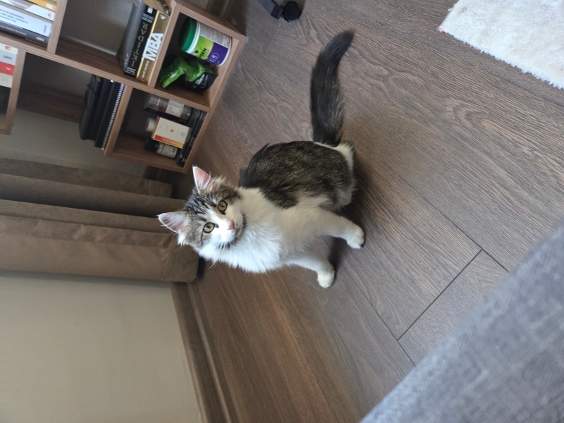 Norwegian Forest, Kedi  Kahve fotoğrafı