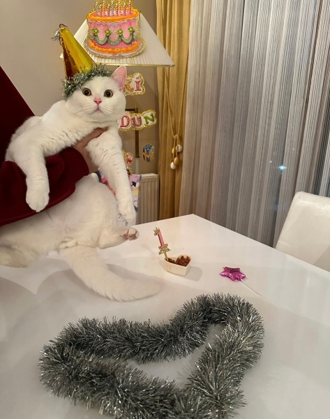 British Shorthair, Kedi  Sütlaç fotoğrafı