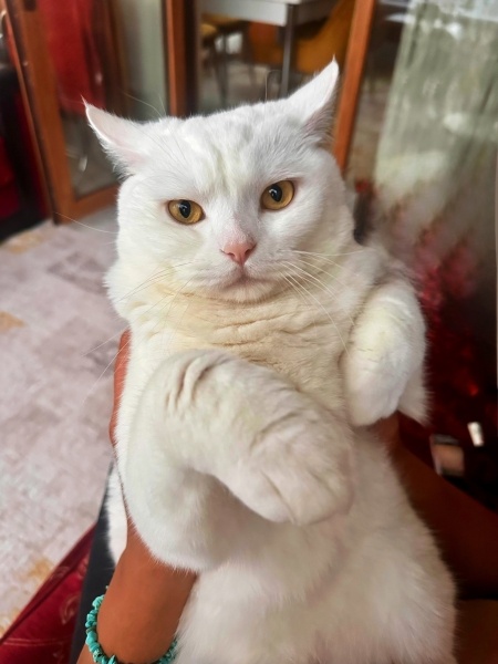 British Shorthair, Kedi  Sütlaç fotoğrafı